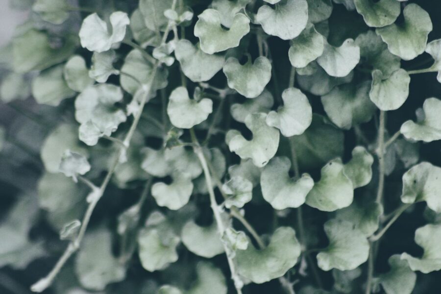 Sidabrinė dichondra. Canva nuotr.