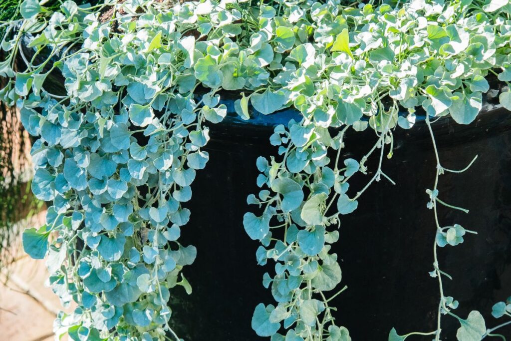 Sidabrinė dichondra vazone. Canva nuotr.