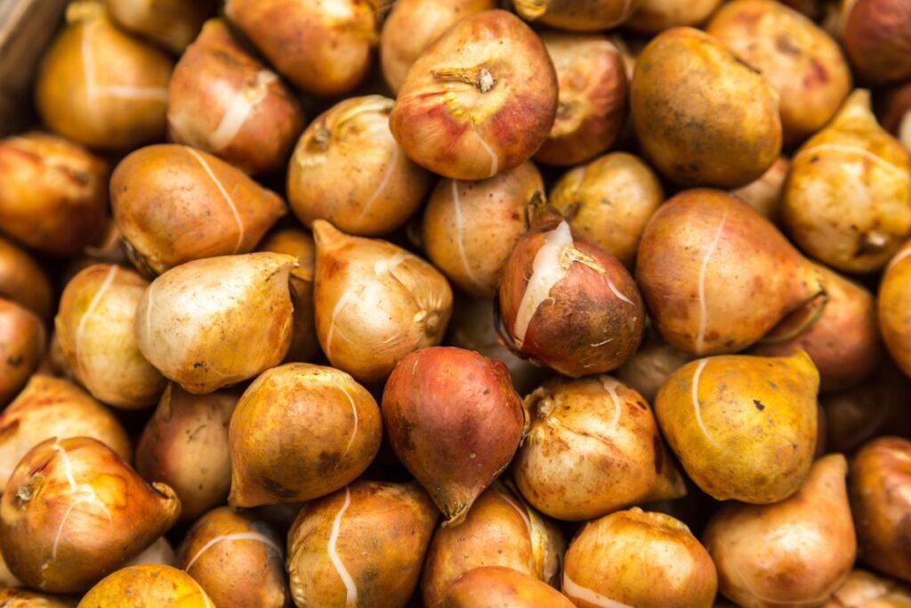 Gėlių svogūnėlių priežiūra. Canva nuotr.