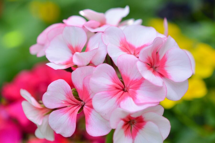 Pelargonija. Canva nuotr.