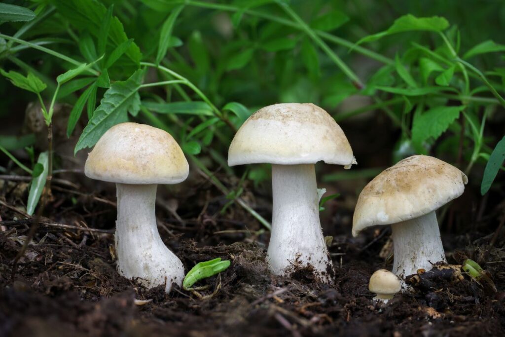 Pavasarinė balteklė, grybas. Canva nuotr.