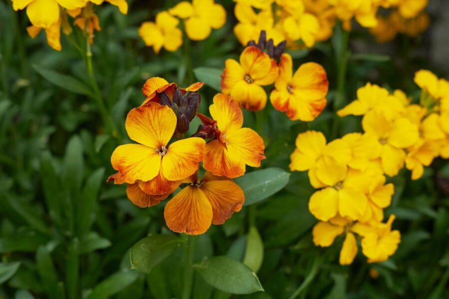 Smalkinis tvertikas (Erysimum cheiri). Canva nuotr.