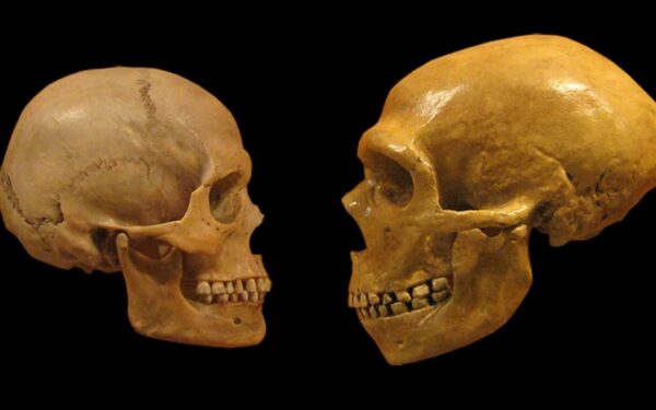 Kodėl Homo sapiens išliko, o Neandertaliečiai išnyko? Naujas tyrimas pateikia netikėtą atsakymą