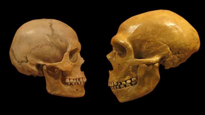 Kodėl Homo sapiens išliko, o Neandertaliečiai išnyko? Naujas tyrimas pateikia netikėtą atsakymą