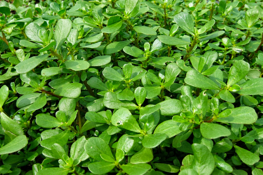 Portulaka. Openverse nuotr.