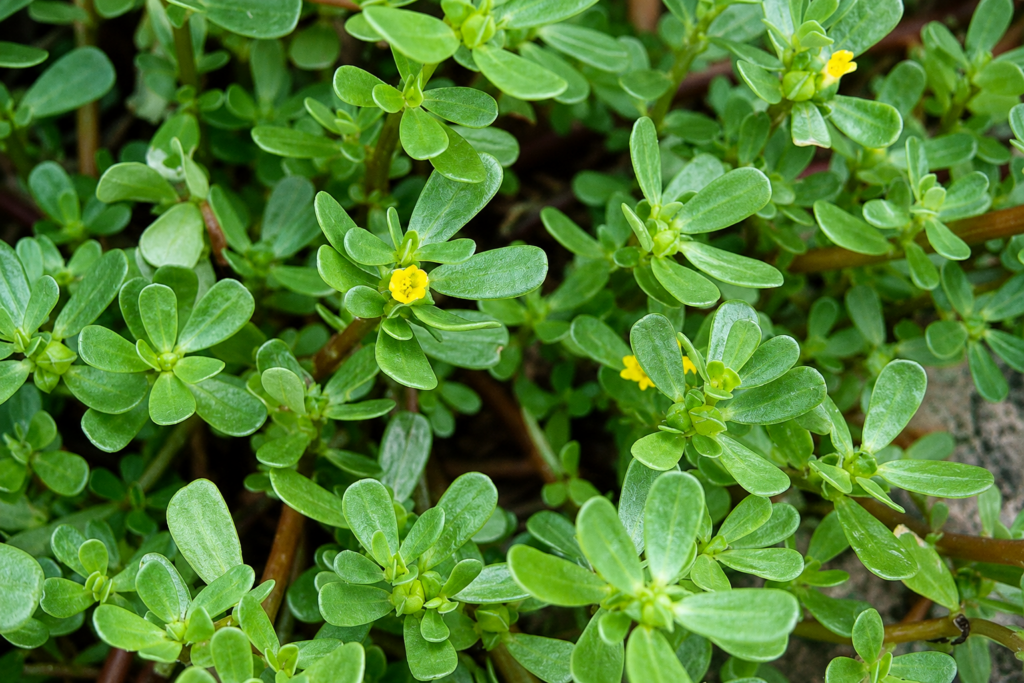 Portulaka. Openverse nuotr.