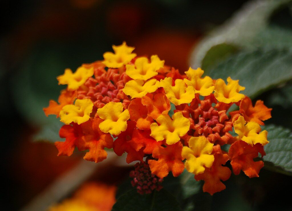 Lantana. Openverse nuotr.