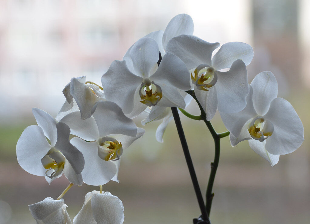 Orchidėja. Openverse nuotr.
