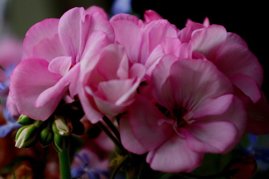 Pelargonija. Openverse nuotr.