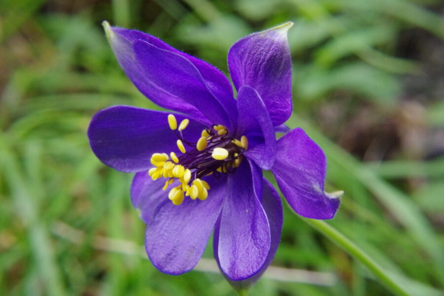 Alpinis sinavadas. Openverse nuotr.