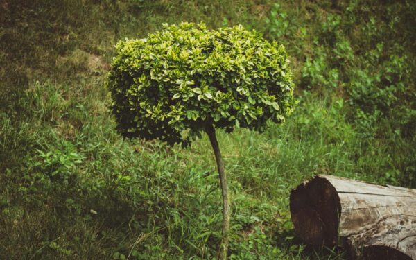 Šis invazinis kenkėjas gali sunaikinti buksmedį per vieną sezoną: užkirskite tam kelią su sodininkų pamėgta priemone