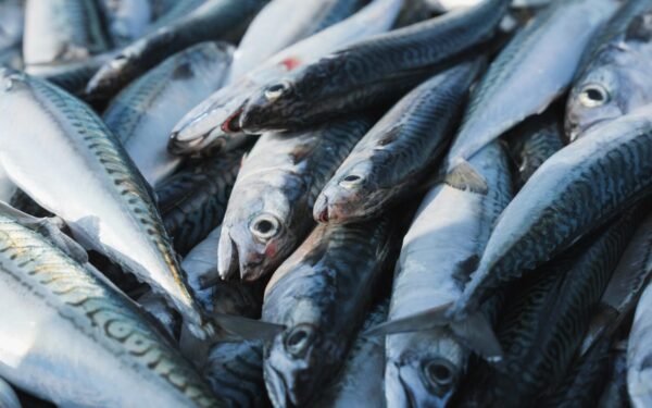 Ši žuvis gali padėti papildyti vitamino D atsargas: medikai primena jos tikrąją naudą