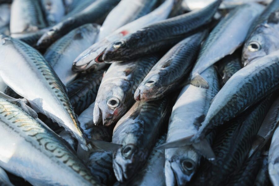 Ši žuvis gali padėti papildyti vitamino D atsargas: medikai primena jos tikrąją naudą