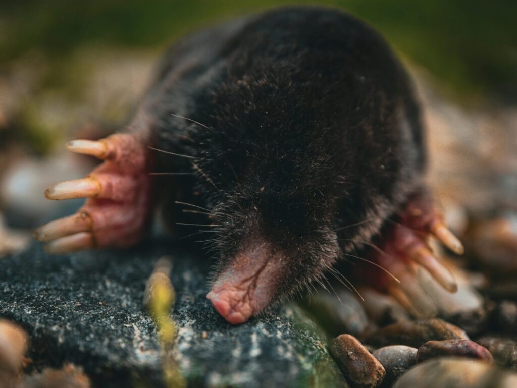 Kurmis. Pexels nuotr.