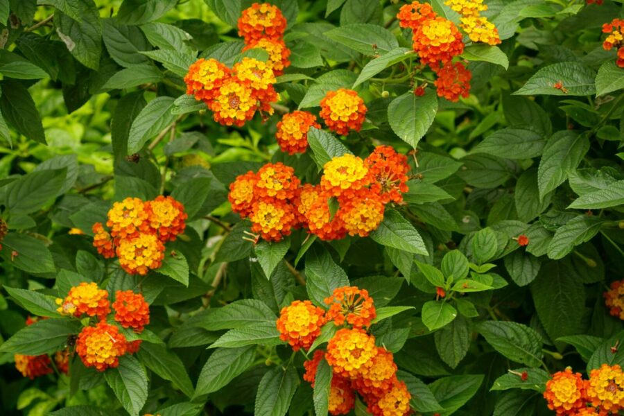 Lantana. Pexels nuotr.
