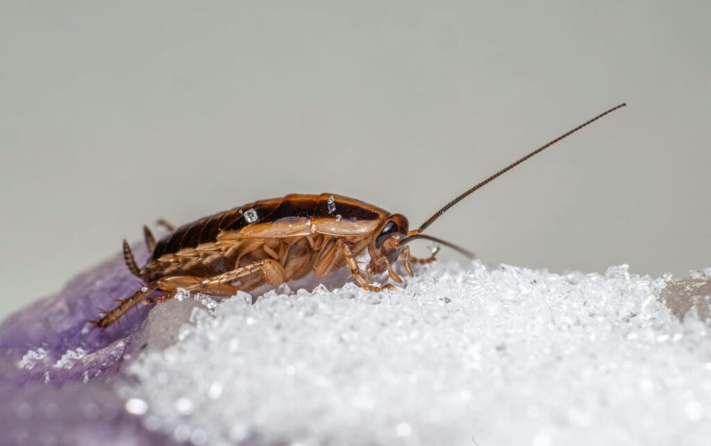 Tarakonas maitinasi cukrumi. Pexels nuotr.