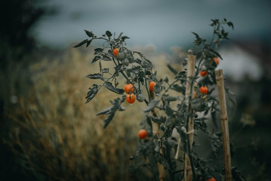 Pomidorų auginimas. Pexels nuotr.