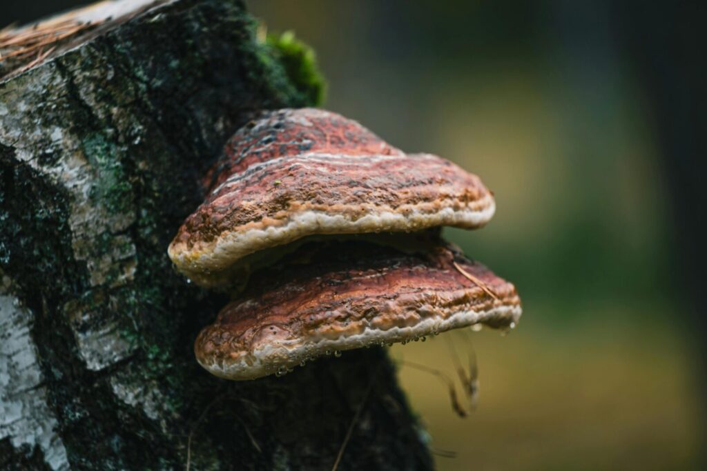 Grybai. Pexels nuotr.