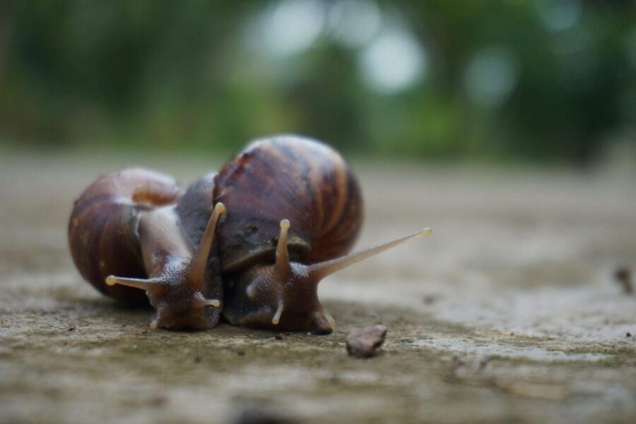 Sraigės. Pexels nuotr.