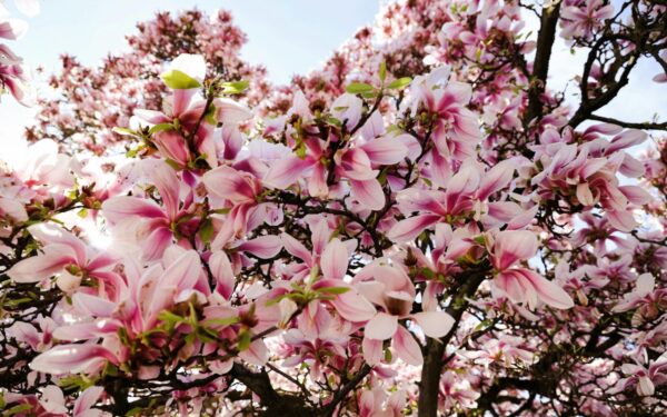 Neišpilkite šio skysčio į kriauklę: sodininkai juo slapta laisto magnolijas