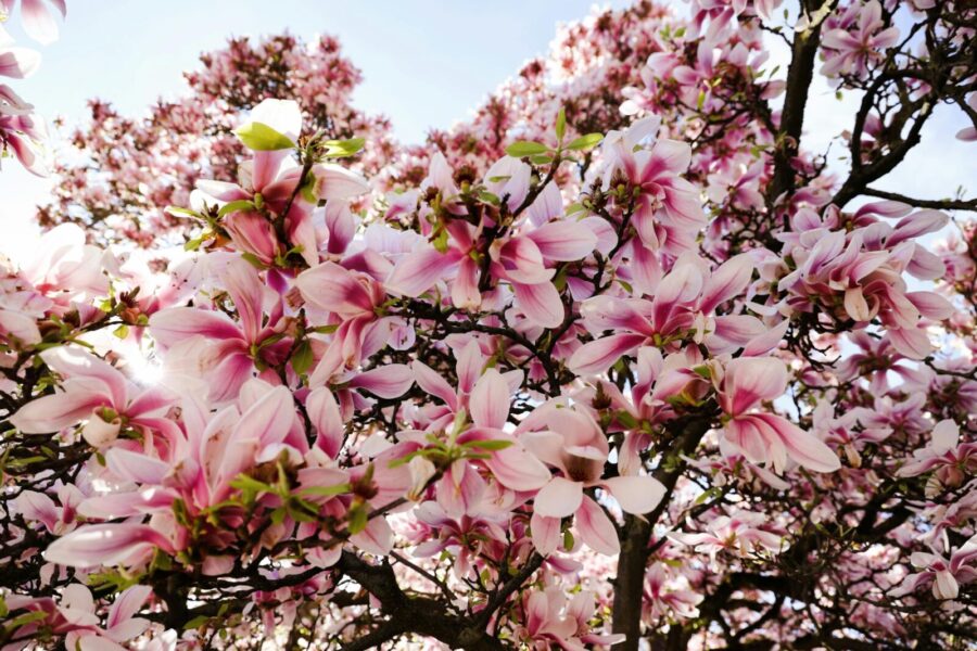 Magnolijos žiedai. Pexels nuotr.