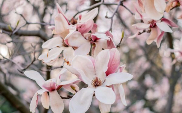 Atrodo sveika, bet nežydi: magnolijos žiedai gali neatsiverti dėl vienos nepastebimos klaidos