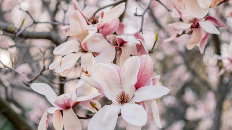 Atrodo sveika, bet nežydi: magnolijos žiedai gali neatsiverti dėl vienos nepastebimos klaidos