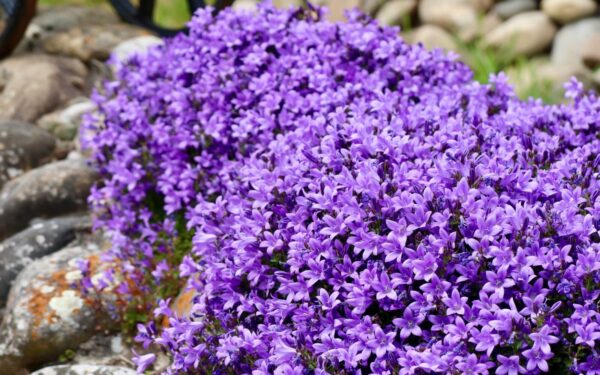 Ieškantiems nereiklios gėlės balkonui: ši violetiniais varpeliais žydinti gražuolė tkrai pateisins lūkesčius