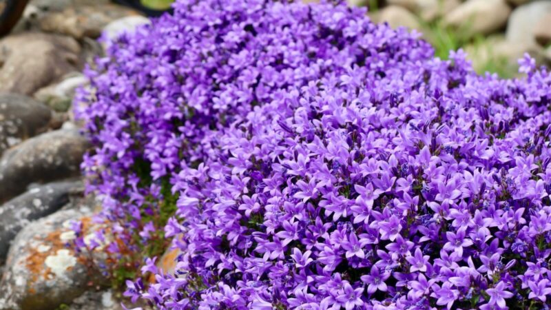 Ieškantiems nereiklios gėlės balkonui: ši violetiniais varpeliais žydinti gražuolė tkrai pateisins lūkesčius