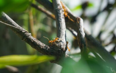 Skruzdėlės ant vaismedžių dažnai signalizuoja rimtesnę problemą: šis metodas gali sumažinti jų plitimą