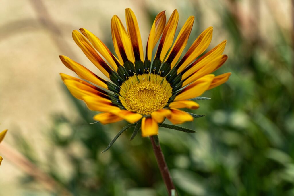Gazanija. Pexels nuotr.