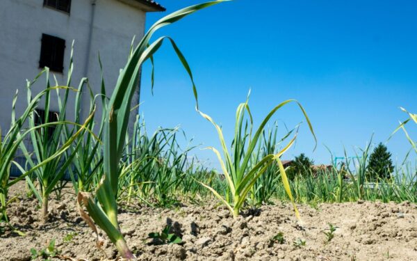 Česnakams dabar reikia ypatingo režimo: gegužę derlių lengva sugadinti perlaistant