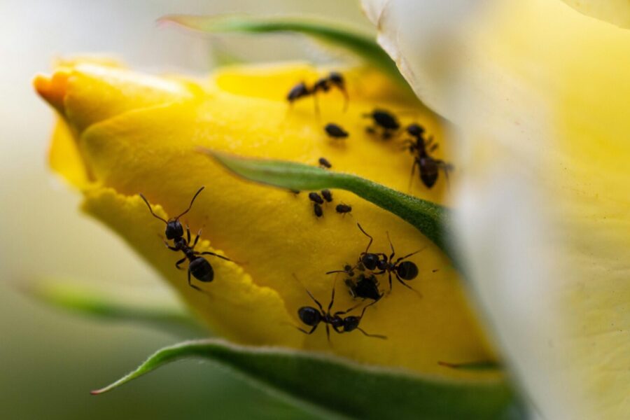 Amarai ant rožių. Pexels nuotr.