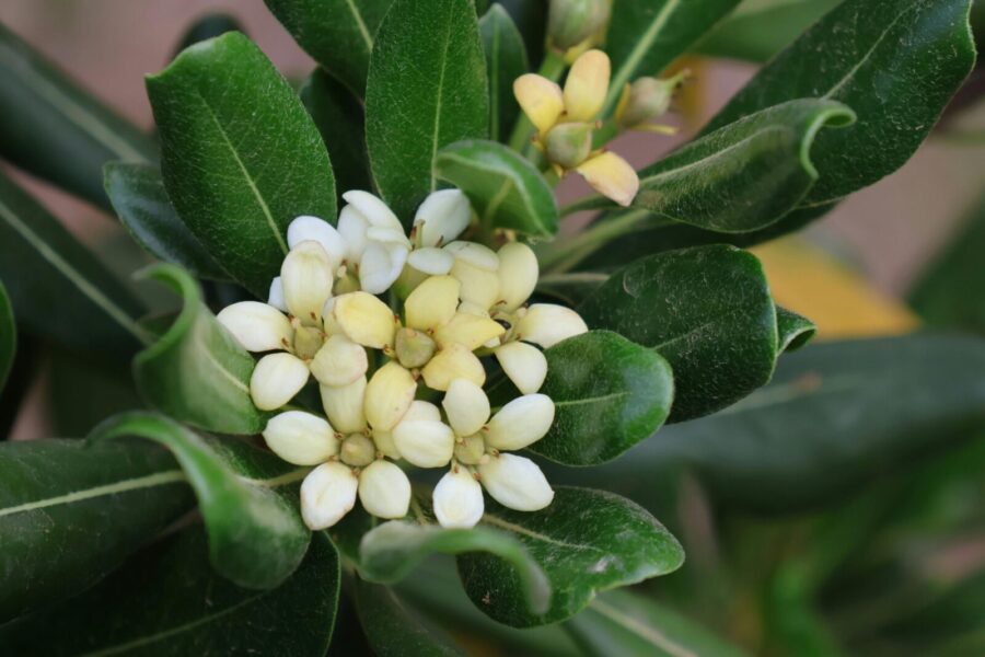 Japoninis lipniasėklis (Pittosporum tobira). Pexels nuotr.