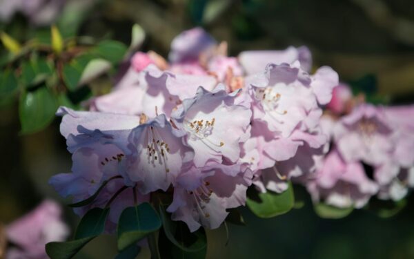Rododendrai ypač jautrūs vienai detalei: jos nepastebėjus krūmas gali tiesiog sunykti