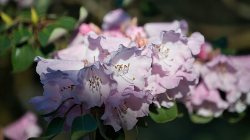 Rododendrai ypač jautrūs vienai detalei: jos nepastebėjus krūmas gali tiesiog sunykti