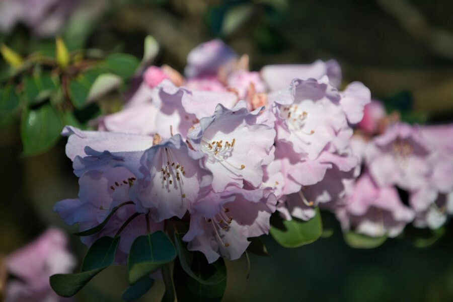 Rododendras su rožiniais žiedais. Pexels nuotr.