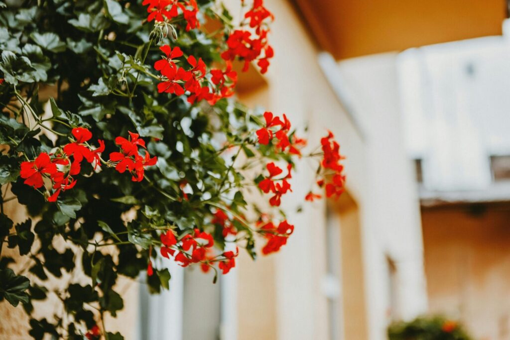 Pelargonijos. Pexels nuotr.