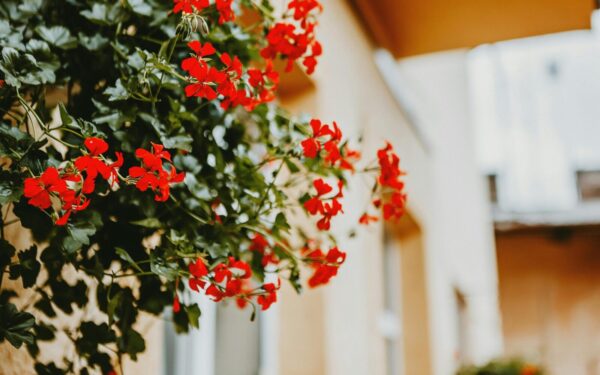 Bitės jas dievina, o kaitra nebaisi: sparčiai plinta nauja balkoninių gėlių mada, keičianti pelargonijas