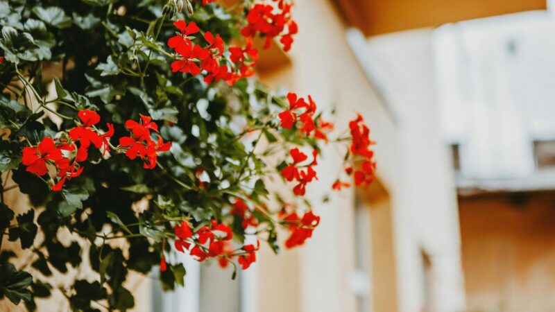 Bitės jas dievina, o kaitra nebaisi: sparčiai plinta nauja balkoninių gėlių mada, keičianti pelargonijas