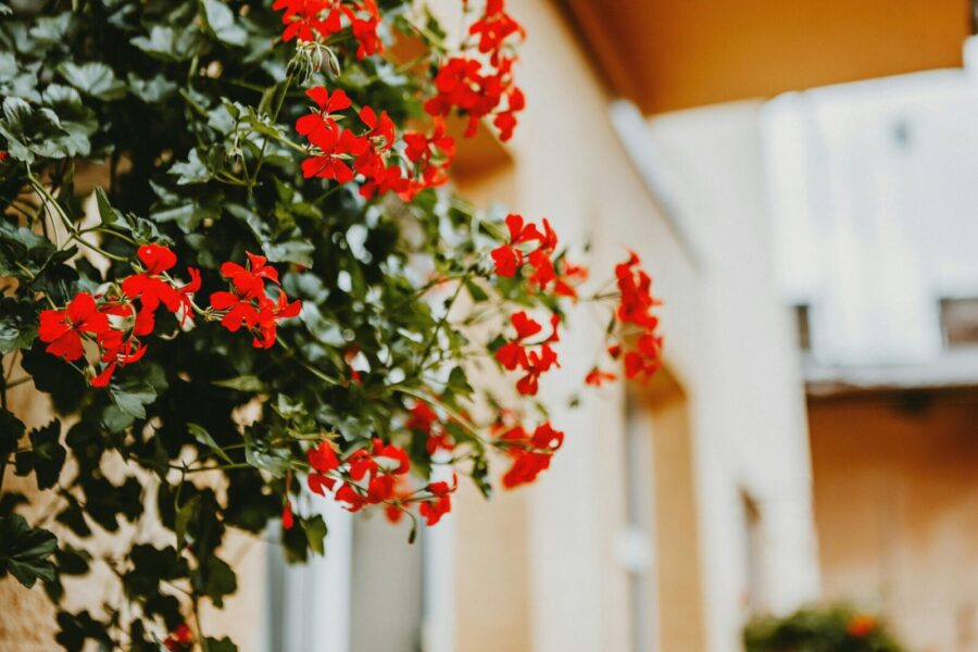 Pelargonijos. Pexels nuotr.