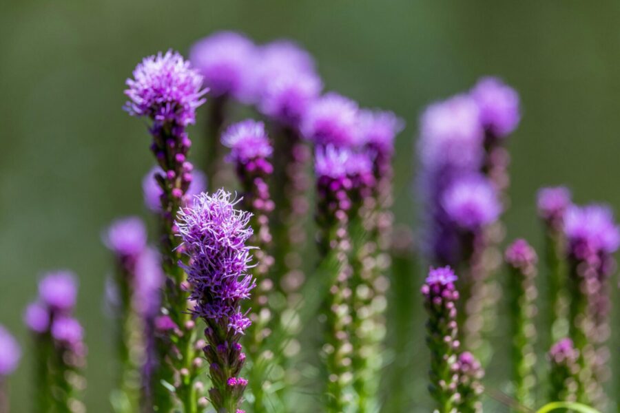 Liatris varpotasis. Pexels nuotr.