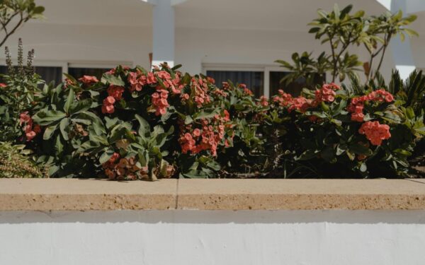 Vasaros triukas nuo uodų: žmonės pelargonijas vis dažniau derina su šiuo kvapniu augalu