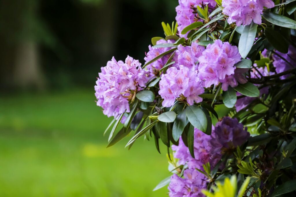 Rododendrai. Pexels nuotr.