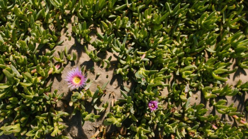 Pamirškite lepiąsias pelargonijas: ši gėlė žydi kaskadomis ir beveik nereikalauja vandens