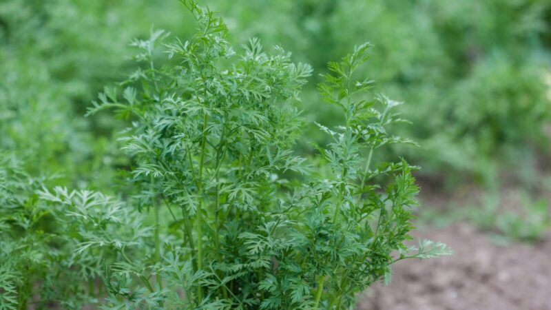 Sodininkai atskleidė vieną triuką, padėsiantį užauginti storas ir tiesias morkas