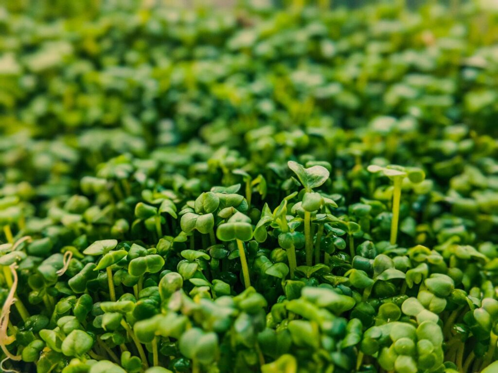 Sėjamoji pipirnė. Pexels nuotr.