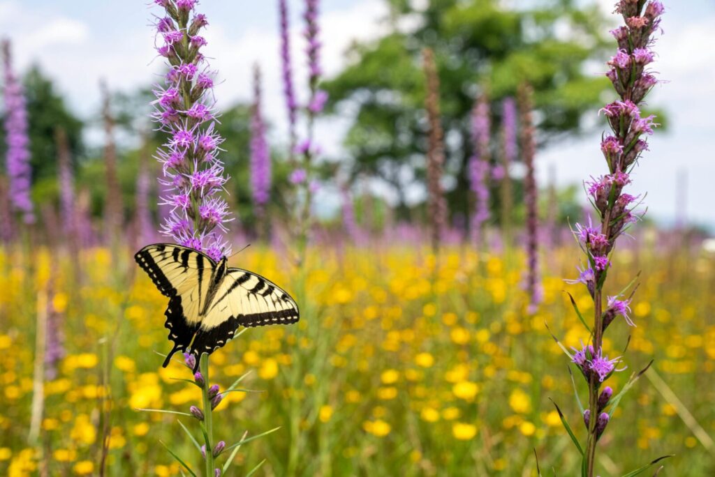 Liatris varpotasis pievoje. Pexels nuotr.