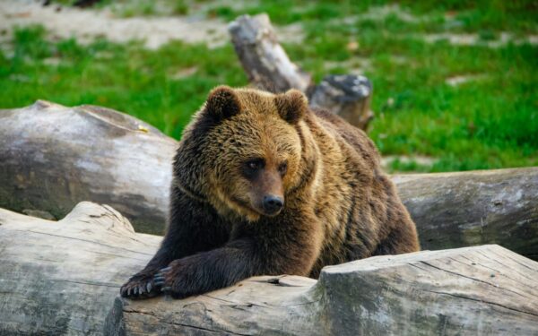 Parkas perspėja keliautojus: pamačius meškos jauniklius svarbi kiekviena sekundė