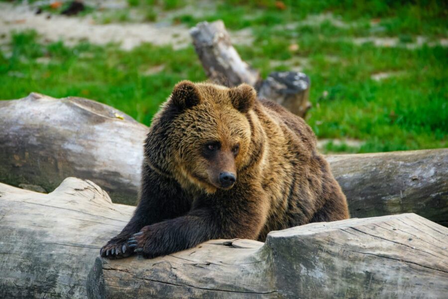 Parkas perspėja keliautojus: pamačius meškos jauniklius svarbi kiekviena sekundė